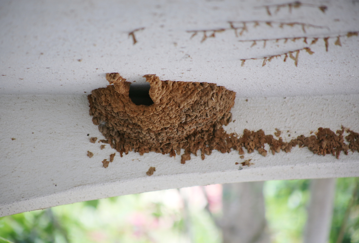 Empty Nesters? Think Again: Five Pests Who Nest In Your Home
