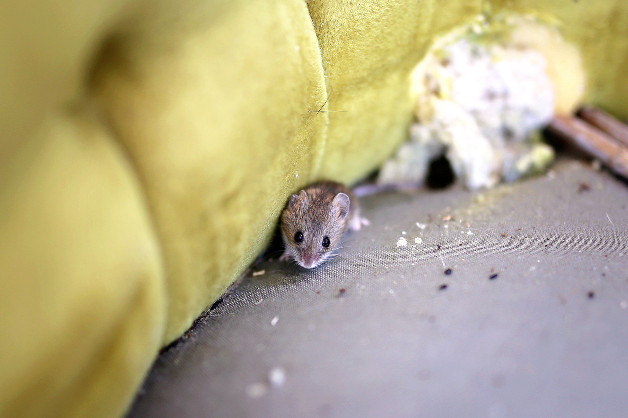 Identify Pest Droppings in Your Home With These 6 Tips