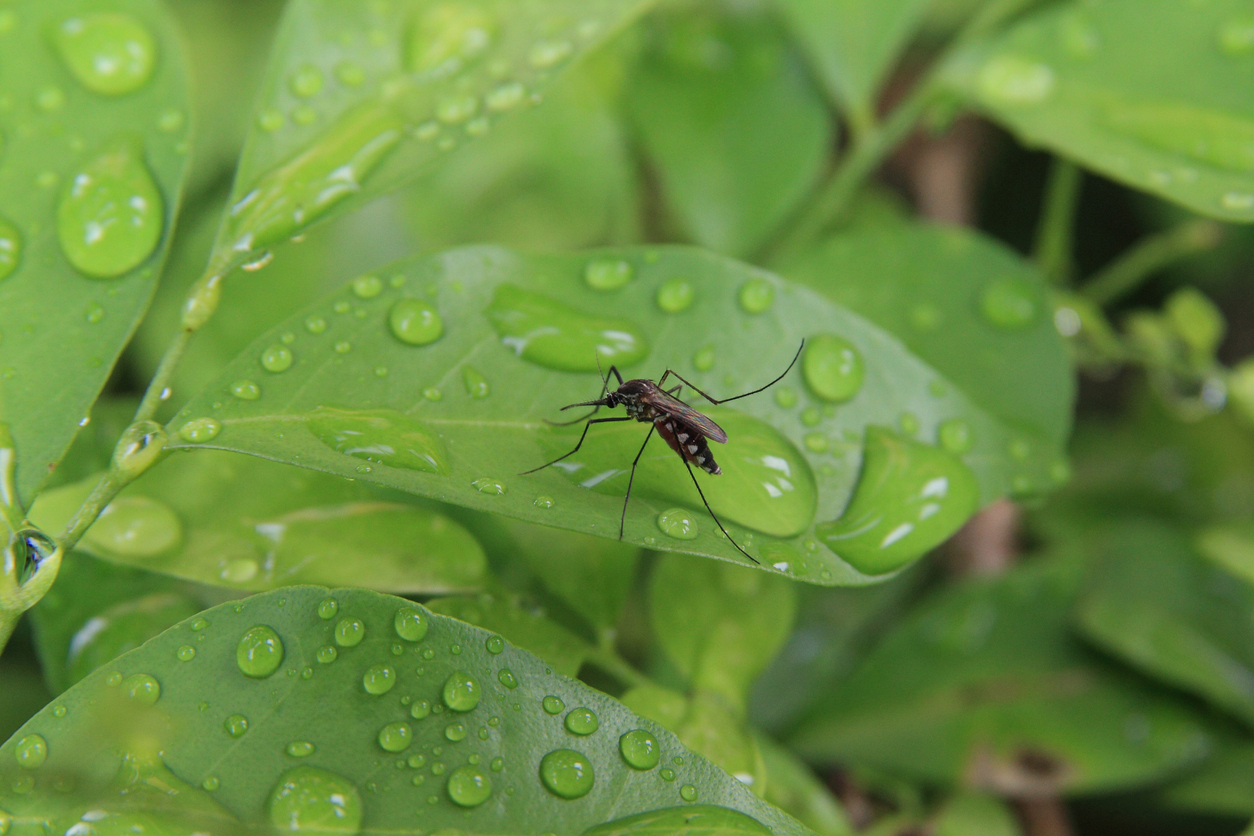 April Showers Bring Rainy Day Pests