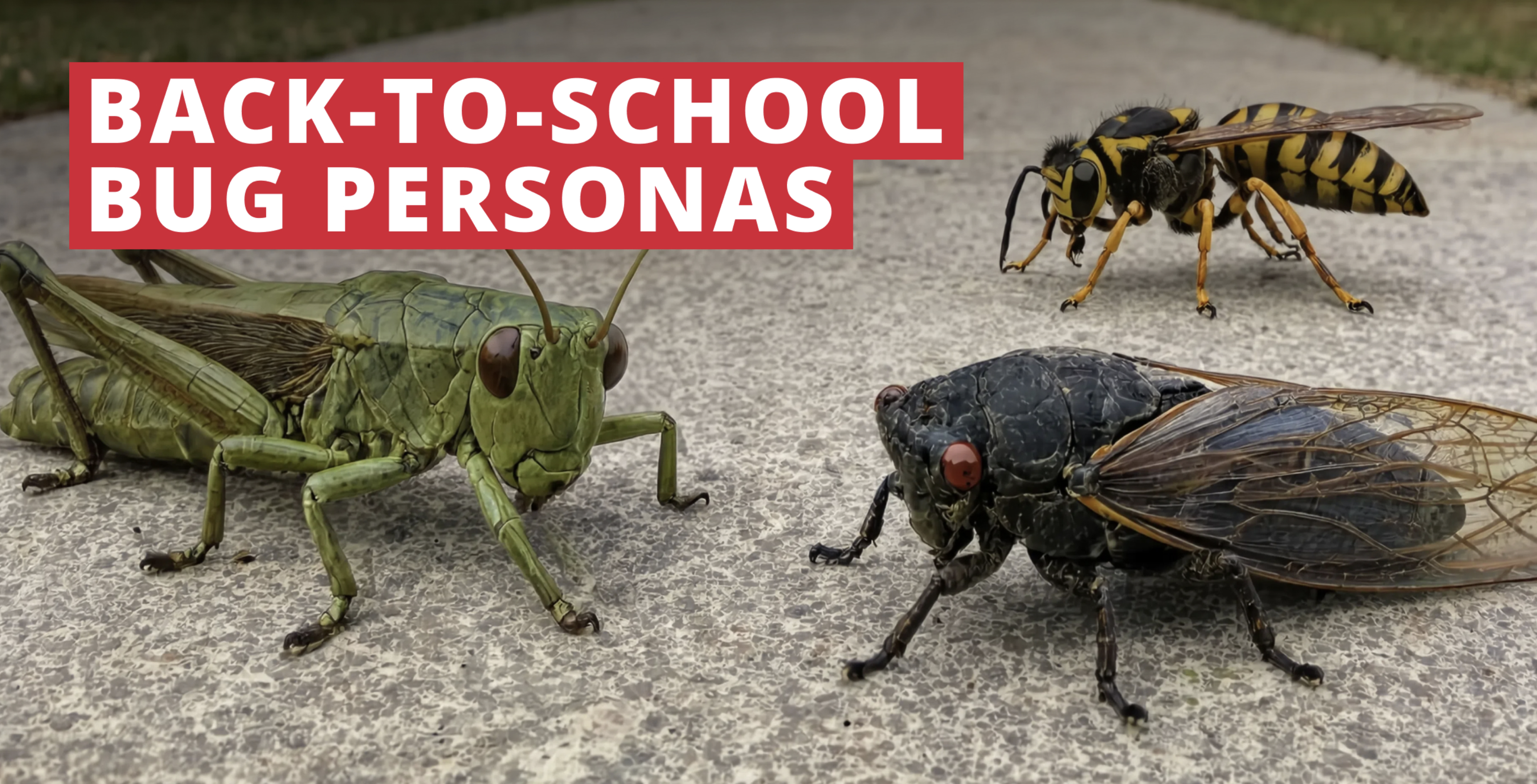 Meet the Classmates Living in Your Backyard