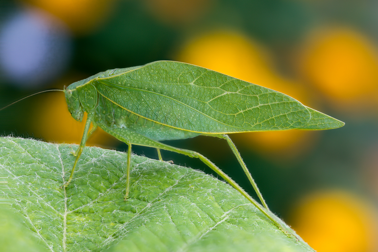 Songs of the Summer: The Bugs Behind Your Backyard Soundtrack